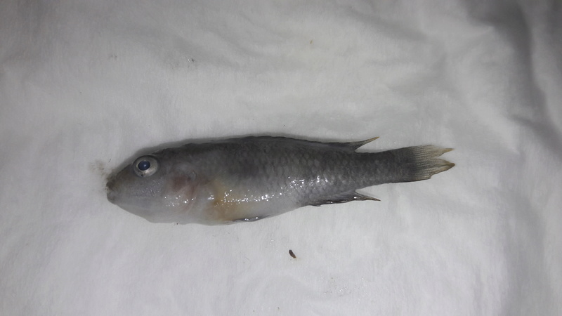 Labidochromis mort, "en sang" sur le côté 20170813
