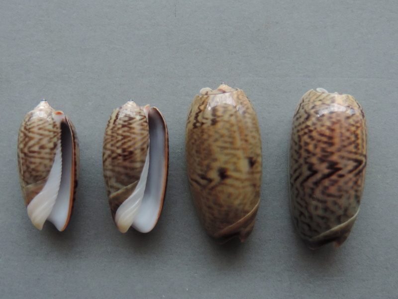 Viduoliva neostina (Duclos, 1840) - Worms = Oliva neostina Duclos, 1840 Dscn9225