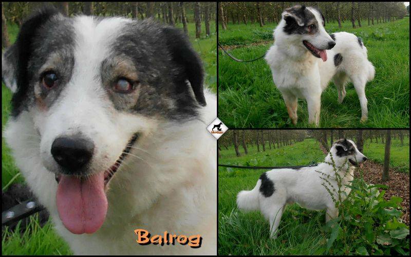 BALROG. Mâle croisé berger de Bucovine sorti de fourrière de Pascani (roumanie) en janvier 2014. Adopté par Claire MJ en Juin 2015 10251910