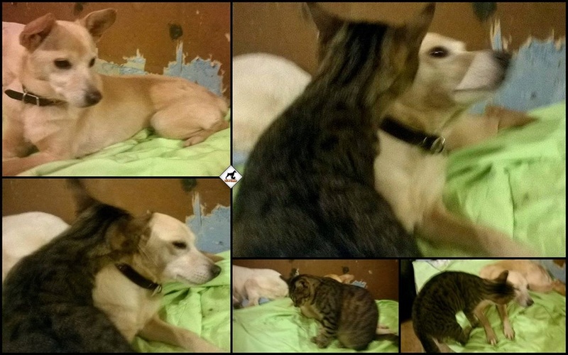 PRINTY fem croisée née en 2007 rapatriée du refuge de Gina en Décembre 2014. Adoptée par Stéphanie le 4 Juillet 2015 10369710