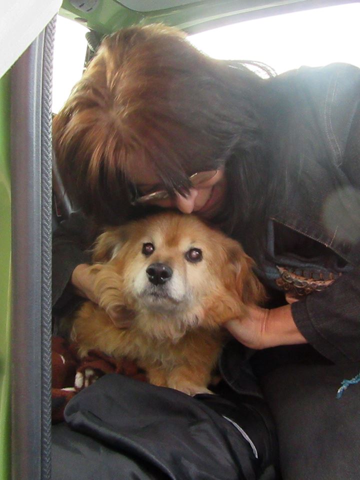 RIP BUBITZA femelle croisée née en ? En panier retraite chez Marie parrainée par Pascale décédée le 04/04/2018 10426710