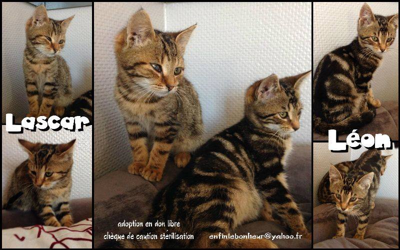 LASCAR chaton tigré né en Septembre 2015, amputé de la queue.  Adopté en Fevrier 2016 par Elodie 12227010