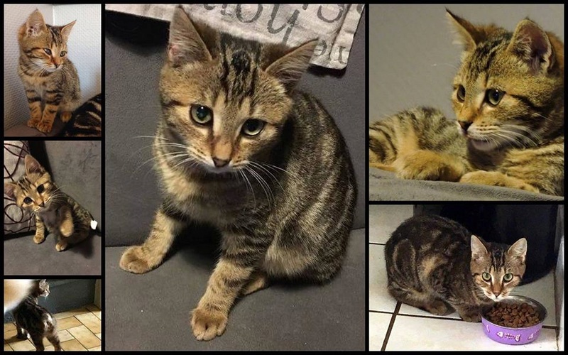 LASCAR chaton tigré né en Septembre 2015, amputé de la queue.  Adopté en Fevrier 2016 par Elodie 12321511
