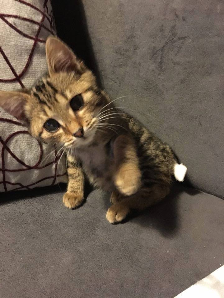 LASCAR chaton tigré né en Septembre 2015, amputé de la queue.  Adopté en Fevrier 2016 par Elodie 12341110
