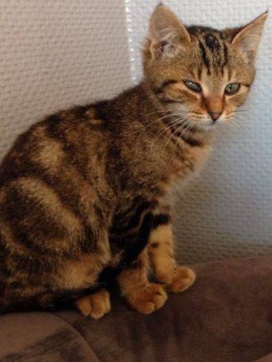 LASCAR chaton tigré né en Septembre 2015, amputé de la queue.  Adopté en Fevrier 2016 par Elodie 12341410