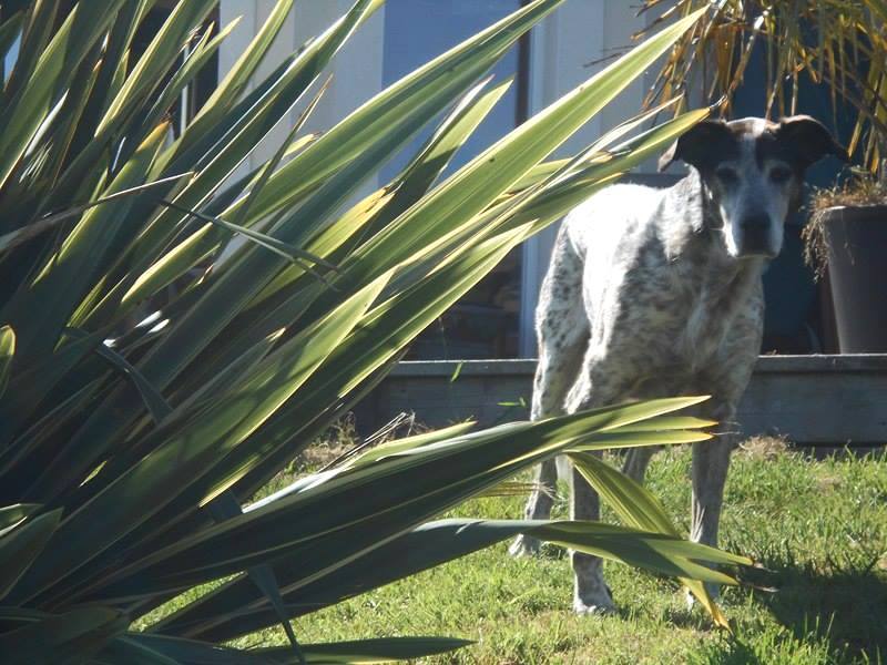 SAMMY Mâle croisé né en 2001 En panier retraite chez Patricia depuis le 1er Avril 2016. Parrains /Marraines recherchés 14034710