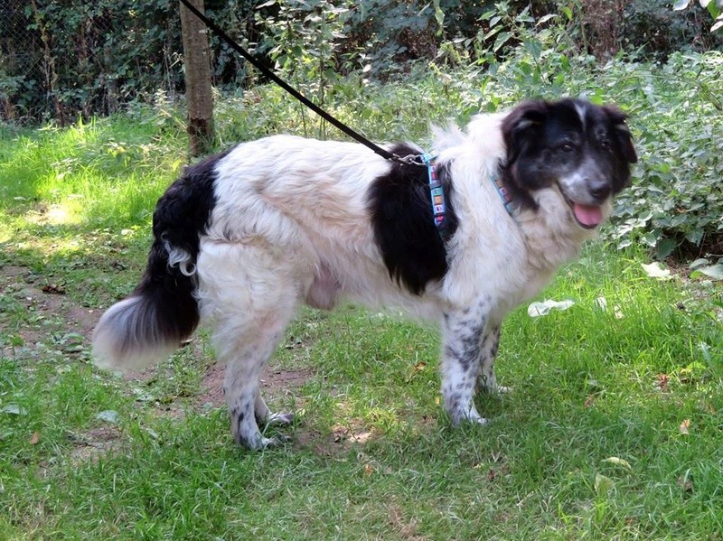 SIMA, Mâle croisé Berger de Bucovine né en 2005. Parraine par  Alpago décédé le 25/06/2018  14067512