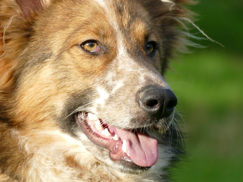 SIMBA.( fourrière Piatra Neamt)  Mâle croisé Berger né le 4 Mars 2015  adopté 08/2018 1410