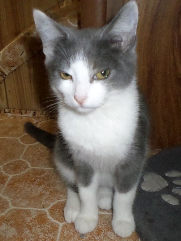 Repose en paix TOLIU (ex Maverick)  Chat mâle gris et blanc né le 30 MAI 2016. Adopté en Aout 2017 par Annabelle 14390910