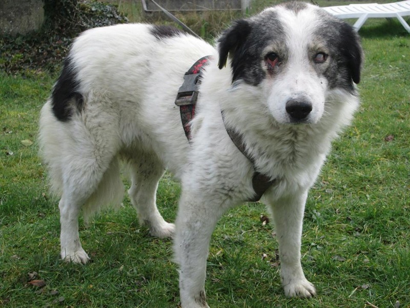 BALROG. Mâle croisé berger de Bucovine sorti de fourrière de Pascani (roumanie) en janvier 2014. Adopté par Claire MJ en Juin 2015 15079910