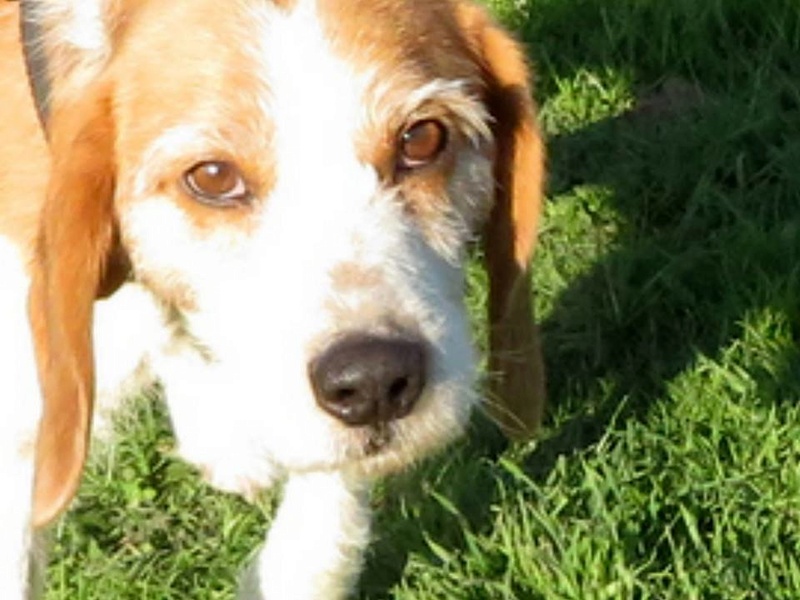 SKY mâle croisé Beagle/Fox né en 2010. Adopté par Pauline le 4 Fevrier 2018 15337410