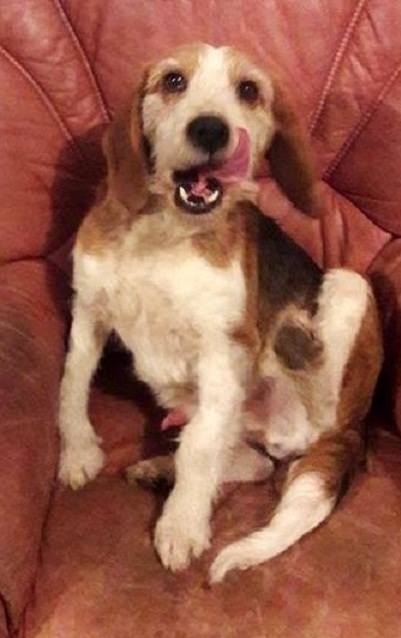 SKY mâle croisé Beagle/Fox né en 2010. Adopté par Pauline le 4 Fevrier 2018 16003210