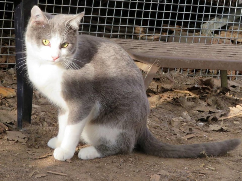 Repose en paix TOLIU (ex Maverick)  Chat mâle gris et blanc né le 30 MAI 2016. Adopté en Aout 2017 par Annabelle 16142711