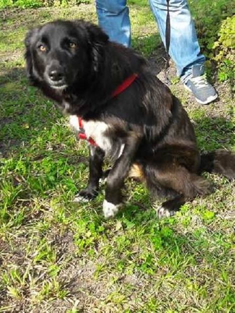 MULANE ( Mira bébé de kara) fem. croisée border/berger adoptée le 28 Juin 2016 17634310