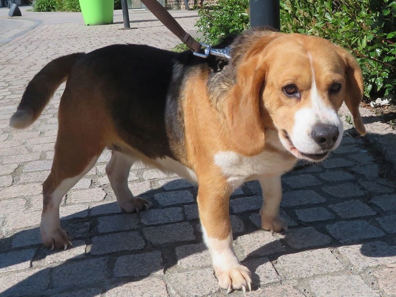 EMMY. Femelle type Beagle née en 2009. En panier retraite chez Patricia depuis Mai 2017.Recherche parrains/Marraines recherchés. 18301410