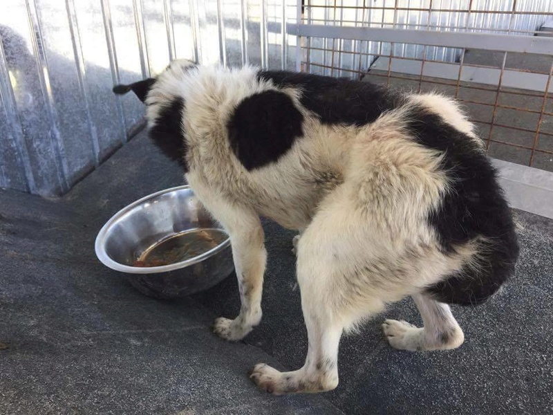 THEON.(Fourrière de Piatra Neamt) mâle croisé Border né en 2006 En panier retraite chez Patricia. Parrainé par Céline J.C 20504110