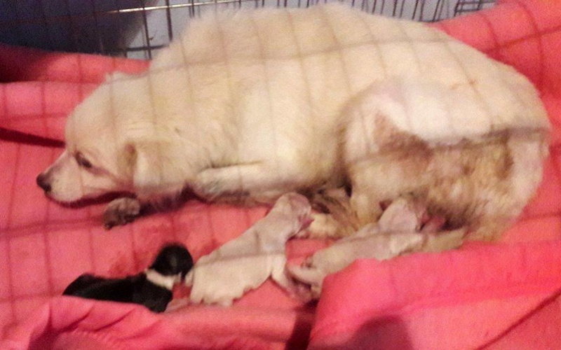 JADE.( fourrière de Piatra Neamt)  femelle croisée née en 2014. Adoptée avec son bébé NANOUK en Octobre 2017 par Morgane 21981710