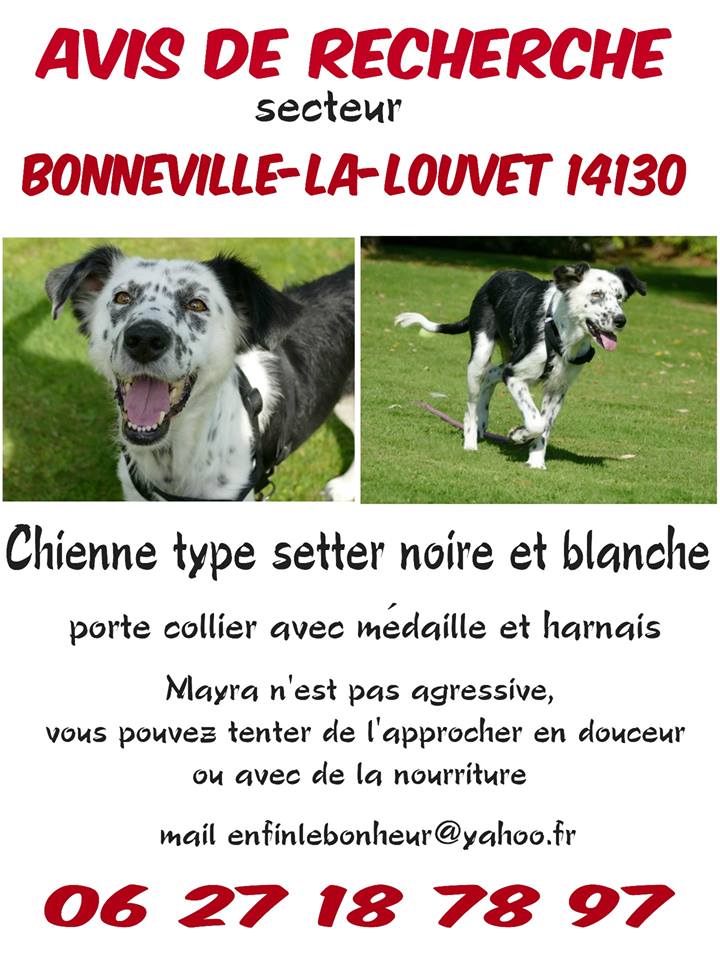 MAYRA ( fourrière de Paitra neamt) femelle croisée setter - Adoptée par Catherine  22154410