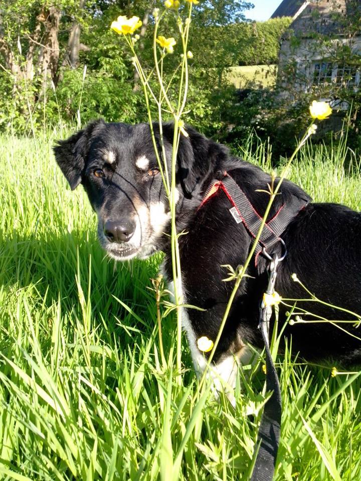 DAIKA femelle croisée berger née en 2011. adoptée en Juin 2014 par Mathilde Daika_10