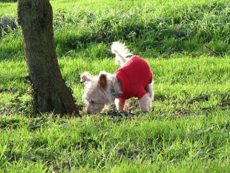 Repose en paix BENJi. Mâle Westie né en 2002, parti le 3 Novembre 2017 Decemb11