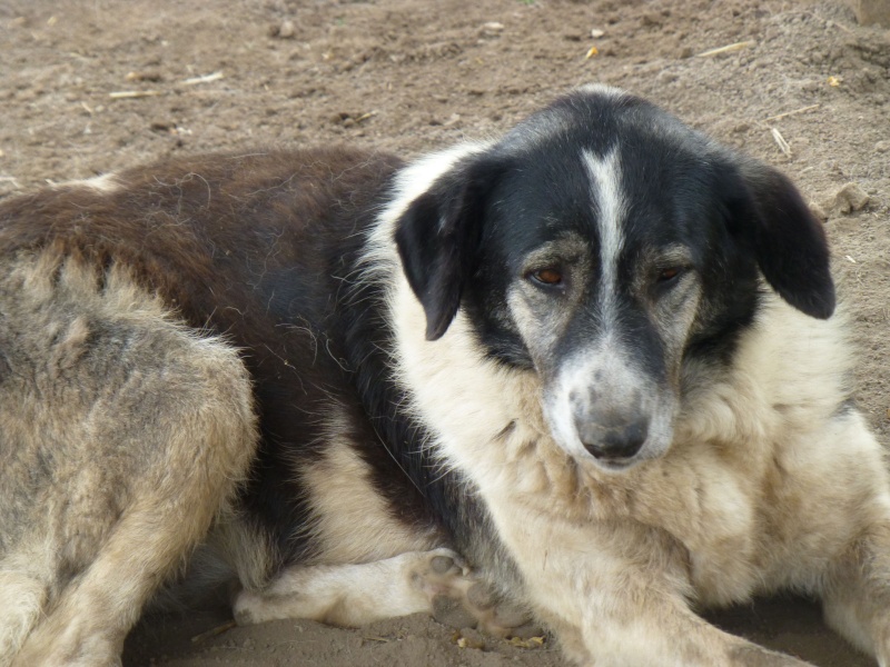 diana - DIANA femelle croisée Berger de Bucovine née en 2007. A l'adoption en don libre (sénior) Diana_10