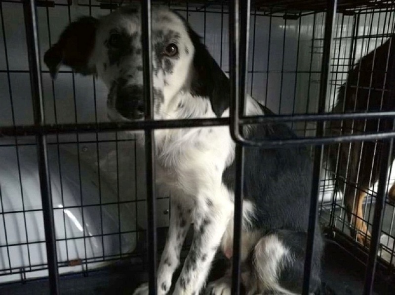 MAYRA ( fourrière de Paitra neamt) femelle croisée setter - Adoptée par Catherine  Fb_im110