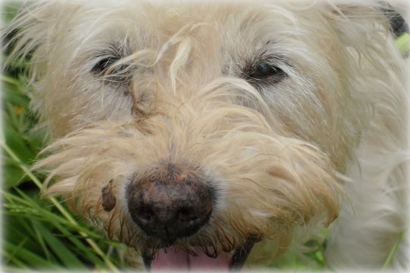 Repose en paix BENJi. Mâle Westie né en 2002, parti le 3 Novembre 2017 Mai_2011