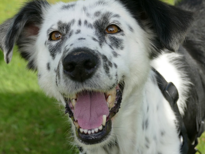 MAYRA ( fourrière de Paitra neamt) femelle croisée setter - Adoptée par Catherine  Mayra210