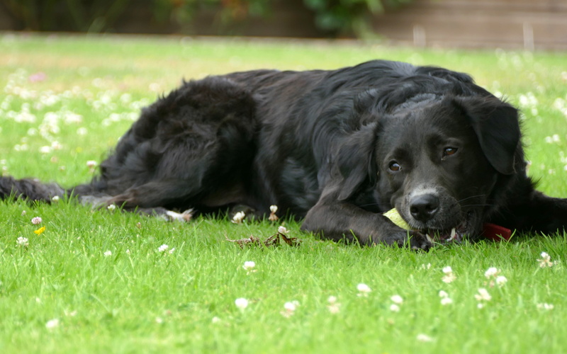 ALDO mâle croisé labrador né en Mai 2016. ADOPTE PAR MARIE LE 20/03/2018 P1010517