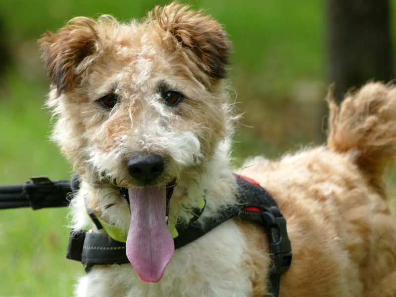 SIRIUS. Mâle fox terrier né en 2007. Adopté en 10/2018  P1060510