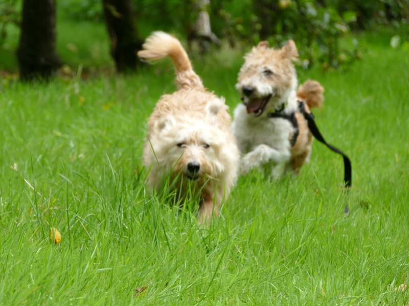 SIRIUS. Mâle fox terrier né en 2007. Adopté en 10/2018  P1060611