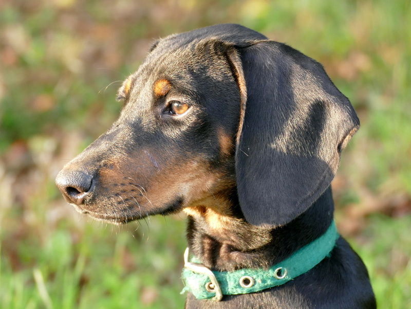 NOE devenu NIÑO (Refuge de Sitia) Chiot de race croisée (certainement teckel) taille moyenne. né en Mai 2017. Adopté en Octobre par sa famille d'accueil P1080316