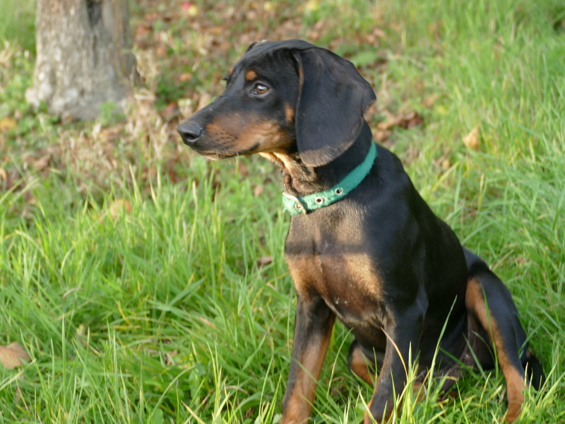 NOE devenu NIÑO (Refuge de Sitia) Chiot de race croisée (certainement teckel) taille moyenne. né en Mai 2017. Adopté en Octobre par sa famille d'accueil P1080317