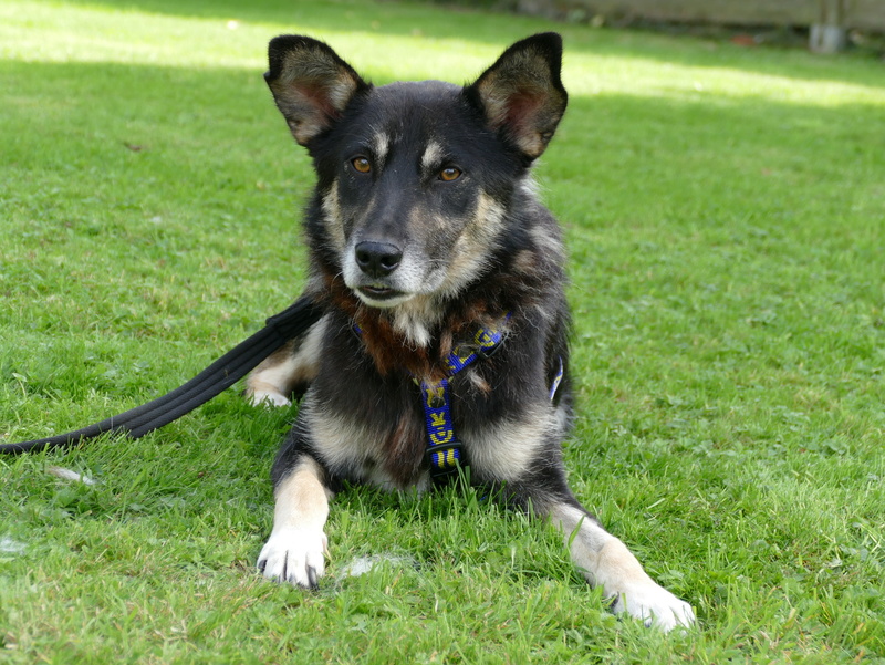 malbo - MALBO.( fourrière de Piatra Neamt) Mâle x berger allemand né 12 04 2014 adopté par Sylvie 08/2018 P1090510