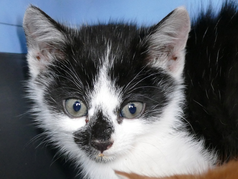 NARGUILE (devenu Mimine) chaton noir et blanc né le 20 Aout 2017 adopté le 9 Octobre 2017 P1090811