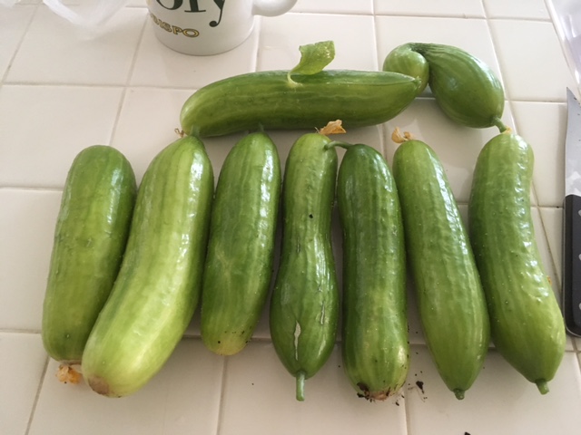 Today's Harvest Cucumb10