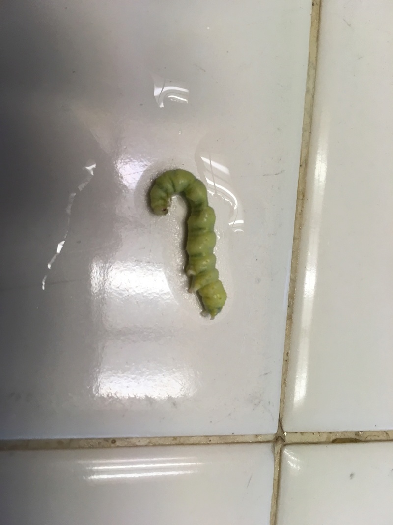 Caterpillar - Good or Bad? Pest_c10