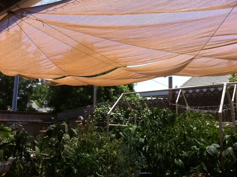 Zone 9 in Phoenix, Az Shade_12