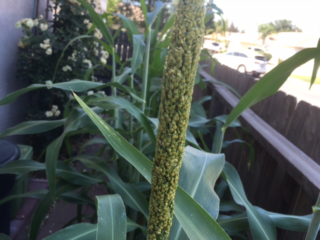 Sorghum for Seed, Gluten-free Sorghu12