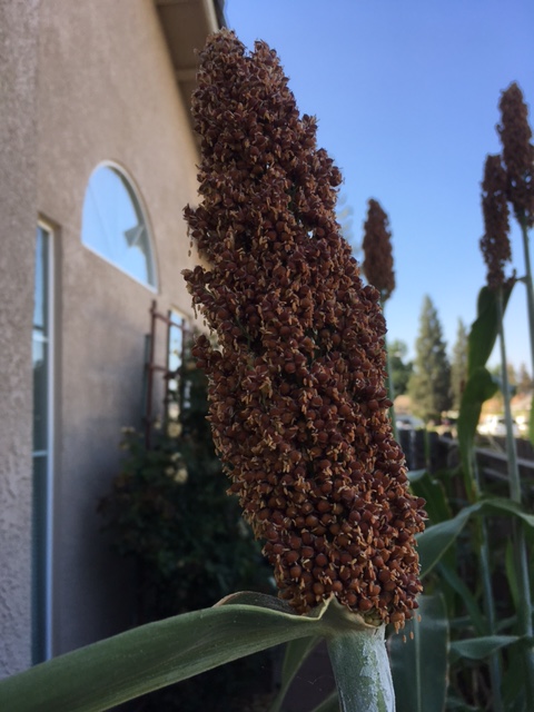 Sorghum for Seed, Gluten-free Sorghu13