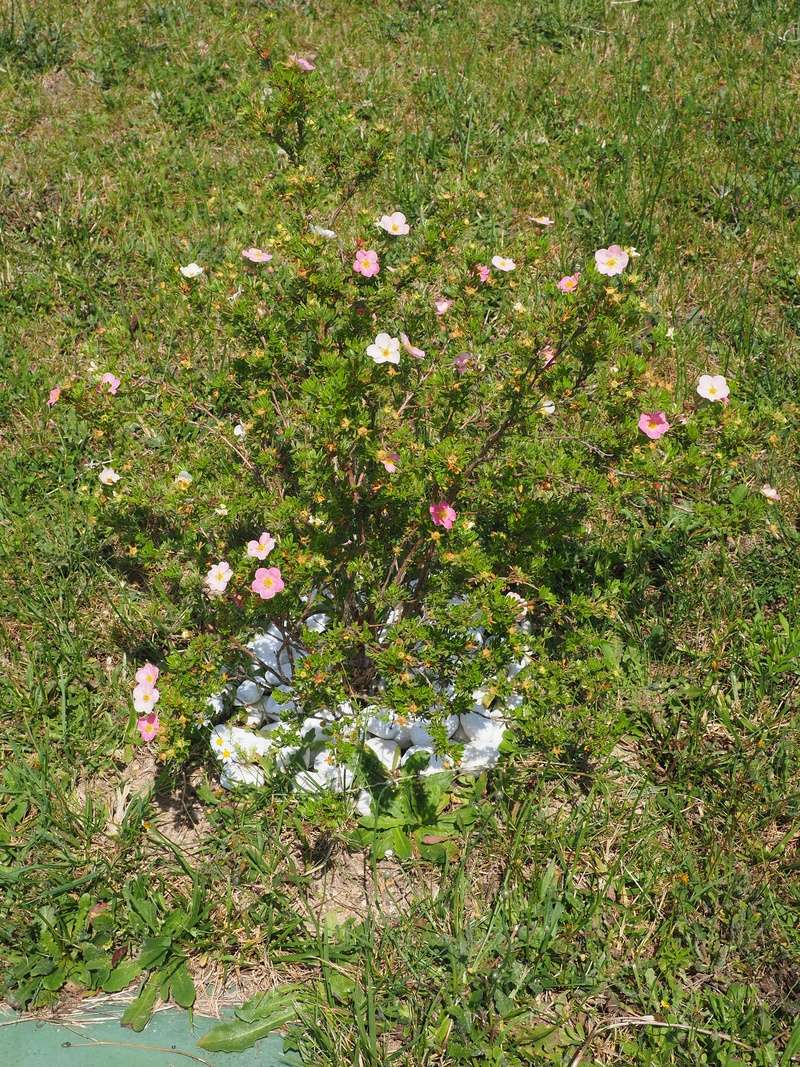 Mon jardin au commencement! - Page 3 P7060014