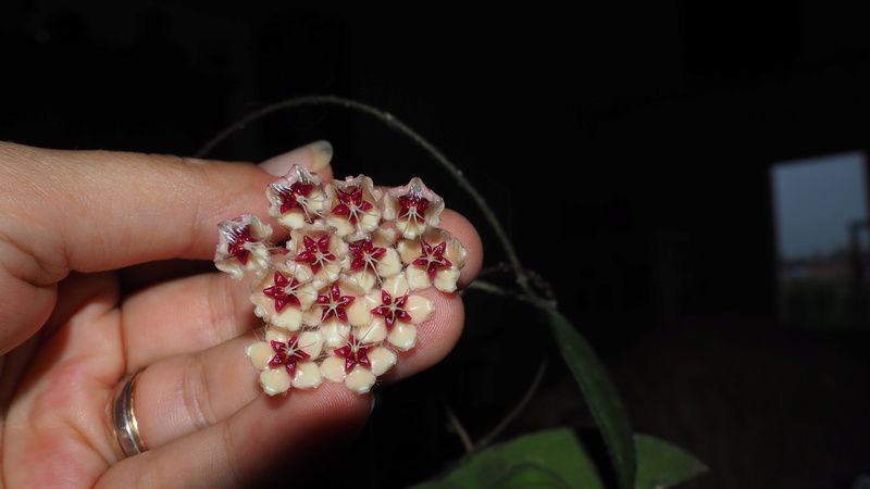 Hoya flagellata P9260112