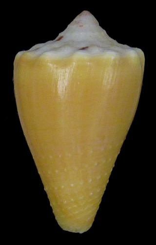 Conus (Stephanoconus) regius   Gmelin, 1791 - Page 3 01376_11