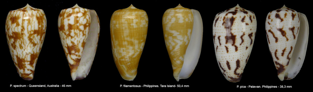 Conus (Phasmoconus) pica   Adams & Reeve, 1848 - Page 2 Sans_t16