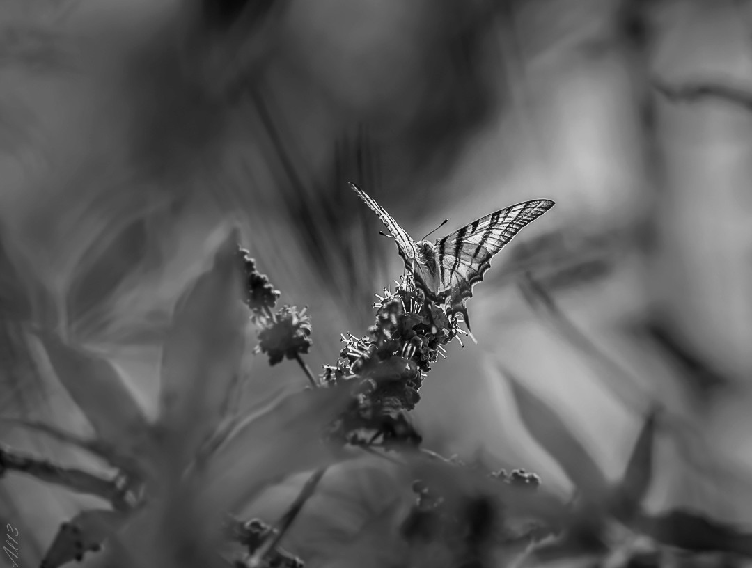 L'ange du Chaos Pap_9_10