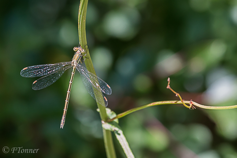 [Lestes virens & L. barbarus] Lestes de Saint-Jacques-de-la-lande ? 20170710