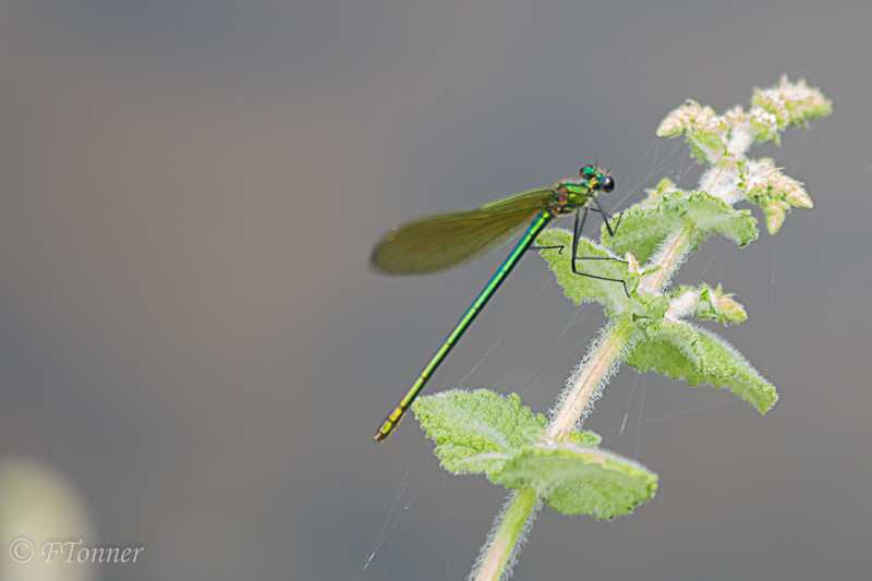 [Calopteryx splendens] Confirmation calopterix éclatant ♀ 20170712