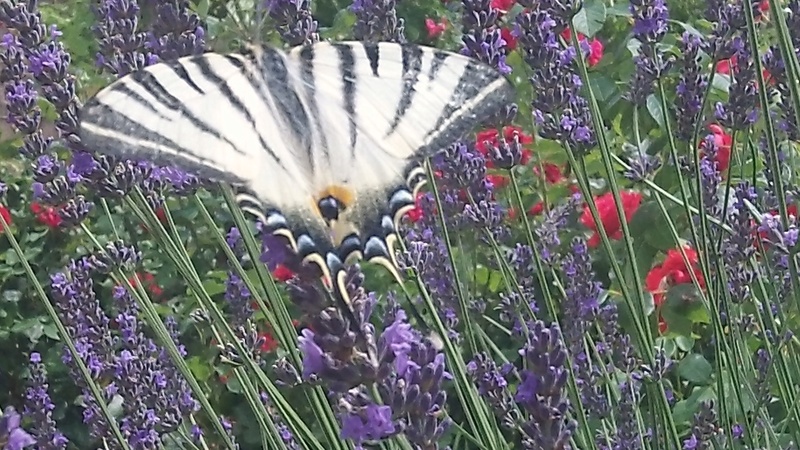 papillon Le Flambé ou Voilier  107_3112