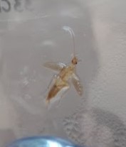 [Ectobius vinzi] Identification insecte Bath210