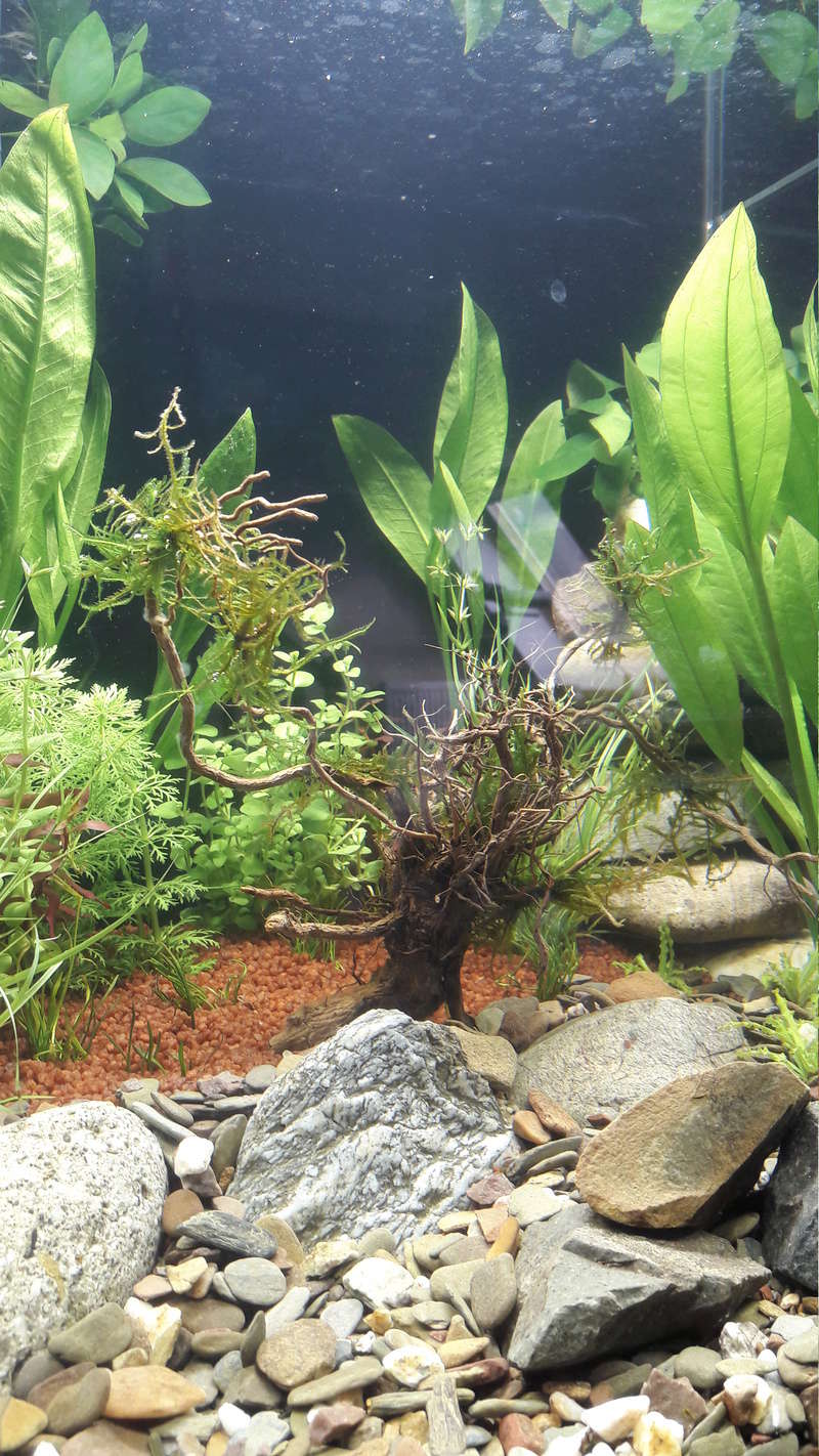 nanocube 60l 20170918